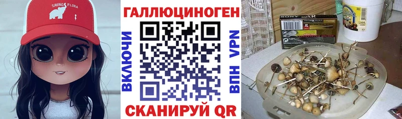 Галлюциногенные грибы Psilocybine cubensis  ОМГ ОМГ tor  Покров 